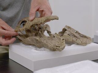 Asteroid - Der Dino-Killer aus dem All
