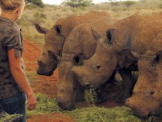 Das Waisenhaus fuer wilde Tiere