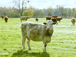 Hofgeschichten Hofgeschichten