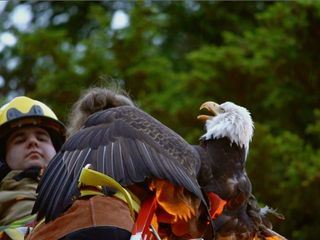 Alaskas Wildtier-Retter Alaskas Wildtier-Retter