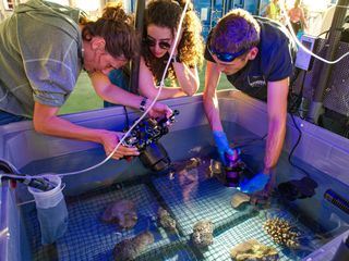 Einsame Atolle - Unbekannte Tiefen