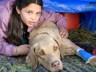 Tiere bis unters Dach