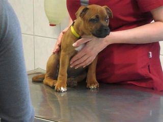 Hautnah: Die Tierklinik