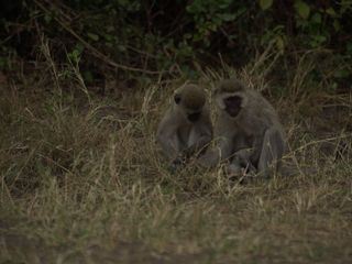 Afrikas wilde Wunderwelt