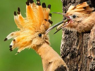 Deutschlands neue Wildnis