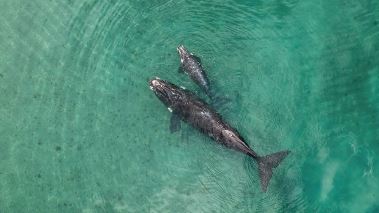 Vaerldens natur: Planet Earth III