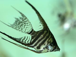 Taiwan: Die Insel der Fische