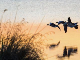 Zugvoegel - Ein Jahr vergeht im Flug