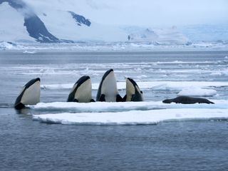 Orcas der Antarktis Orcas der Antarktis