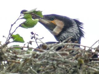 Kormoran-Invasion in MV