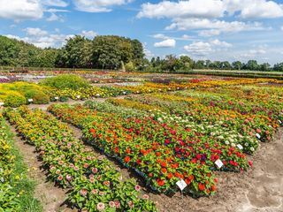 Rasch durch den Garten