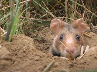 Wild im Westen - Die Eifel