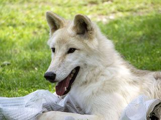 Wolf, Baer & Co.