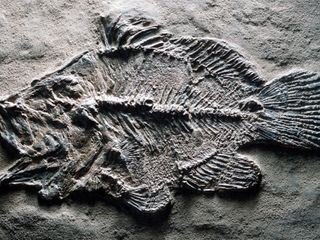 Grube Messel - Schatzkammer der Urzeit