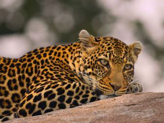 Afrikas Ikonen der Tierwelt