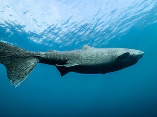 Geister der Arktis - Eishaie und Narwale