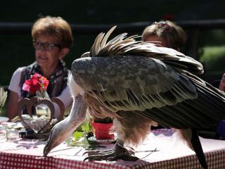 Unter Woelfen, Baeren und Geiern - Ein Jahr im Wildpark Mautern