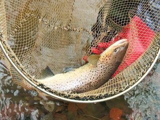 Wie geht das? Frische Fische fuer die Fluesse