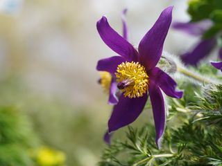 Natur im Garten