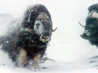 Norwegen - Meine wilde Heimat