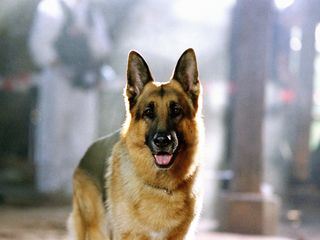 Kommissar Rex