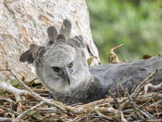 Harpyien, die groessten Greifvoegel des Regenwaldes