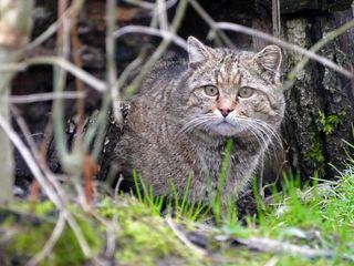 Pia und die wilden Tiere