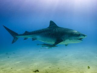 Meister der Jagd am Great Barrier Reef