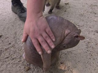 Giraffe, Erdmaennchen & Co.