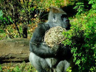 Bronx Zoo - Tierpark der Superlative