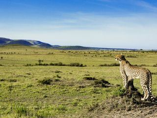 Die fuenf Geparde - Gemeinsam durch die Serengeti
