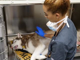 Die Tieraerzte von Houston