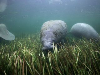 Frisches Gras fuer die Seekuh