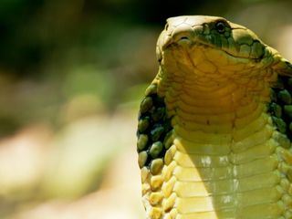 Tierische Überflieger