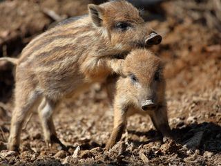 Wildschweine - Das Comeback