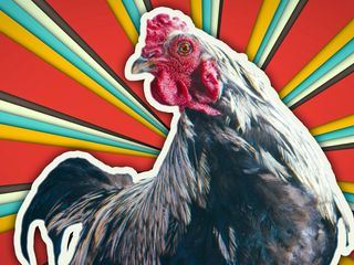 Dummes Huhn? Keineswegs!