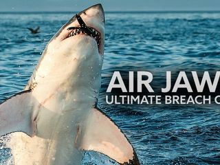 Air Jaws: Sprungparade der Weissen Haie