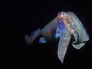 Trickser im Tierreich