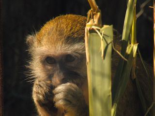 Das Waisenhaus fuer wilde Tiere