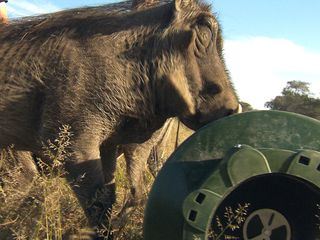 Das Waisenhaus fuer wilde Tiere