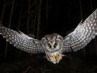 Waldtiere bei Nacht - Über Leben im Dunkeln
