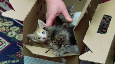 Der Katzenfluesterer