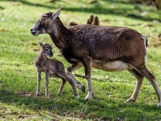 Giraffe, Erdmaennchen & Co.