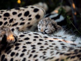 Tierkinder der Wildnis