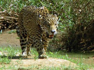 Der Jaguar - Unbekannter Dschungeljaeger