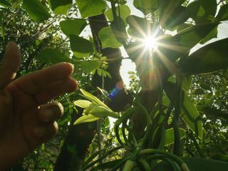 Die Welt der Gewuerze