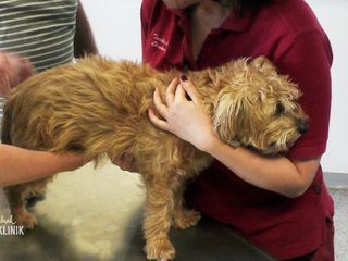 Hautnah: Die Tierklinik