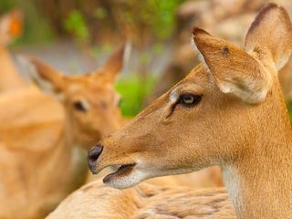 Giraffe, Erdmaennchen & Co.