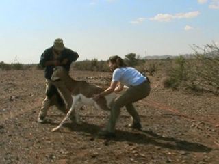 Gazellen - Der grosse Sprung in die Sahara