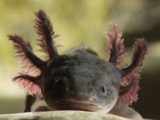 Underdogs - Aussenseiter des Tierreichs